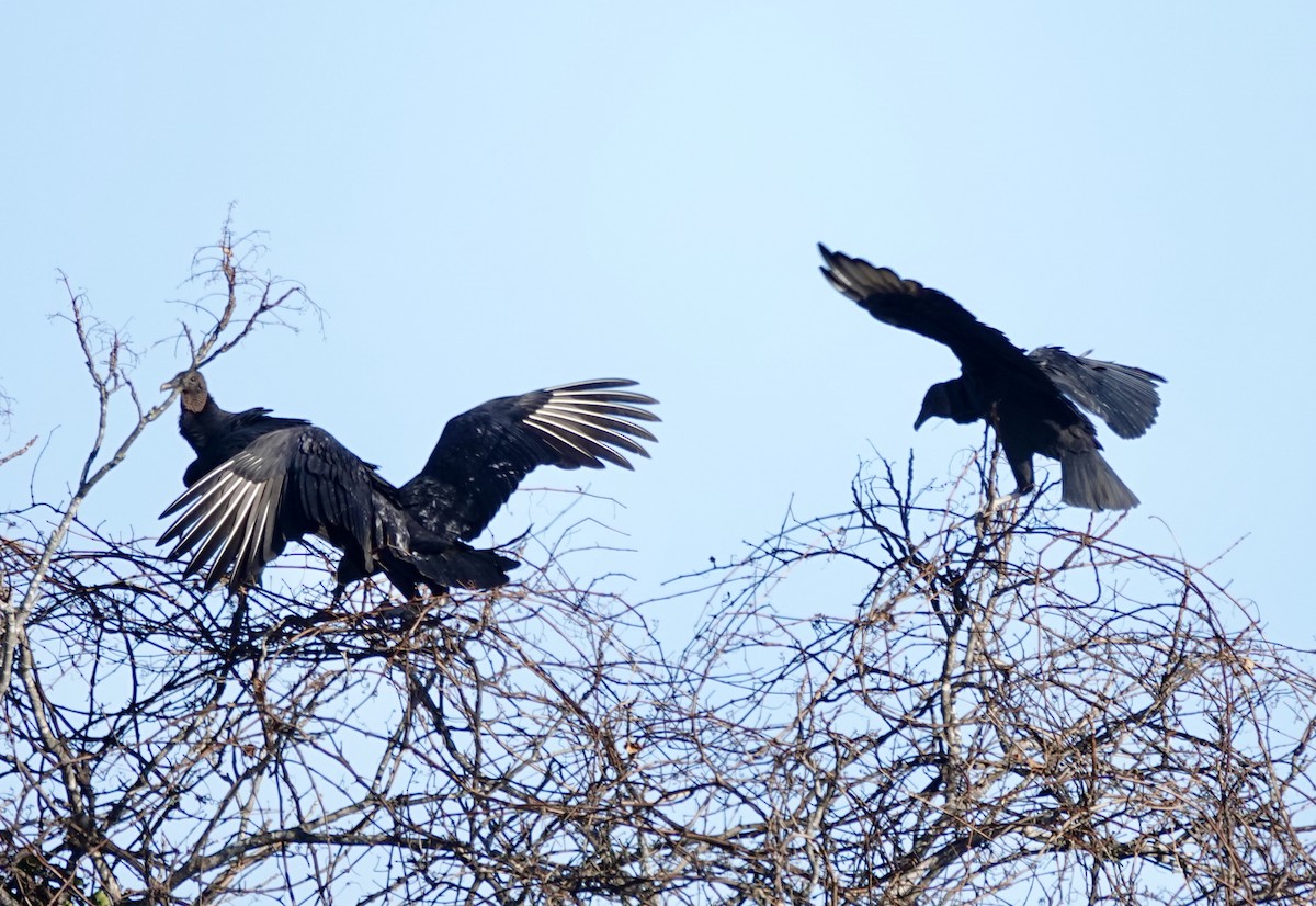 Black Vulture - ML645477543