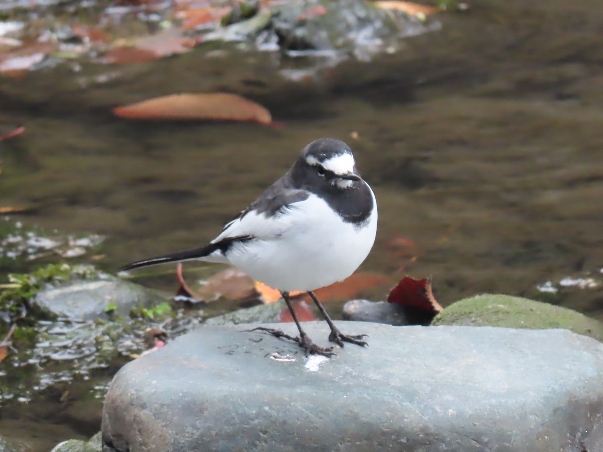 Japanese Wagtail - ML645477544