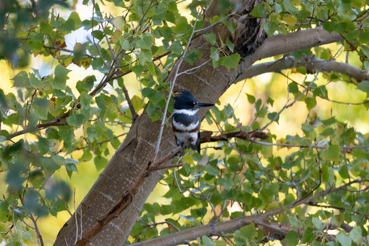 Belted Kingfisher - ML645477557