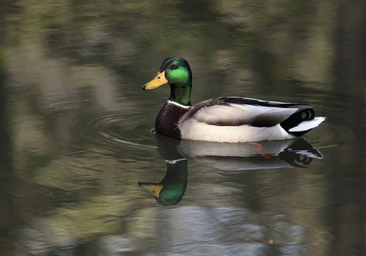 Canard colvert - ML645477558