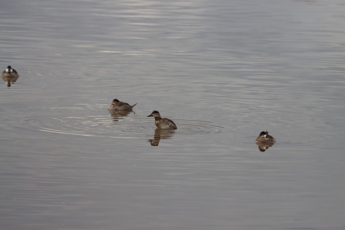 Американская савка - ML645477566