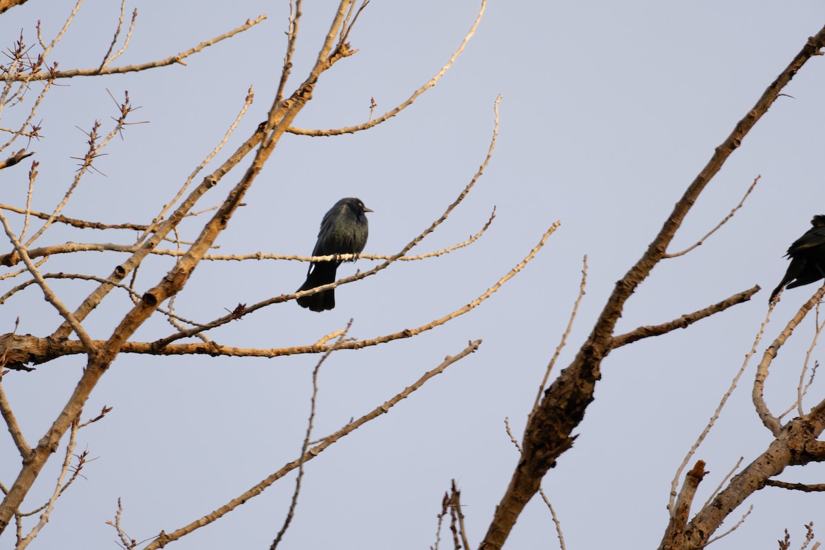 Brewer Karatavuğu - ML645477569