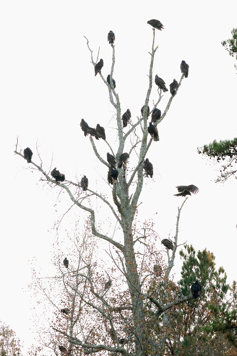 Turkey Vulture - ML645477570