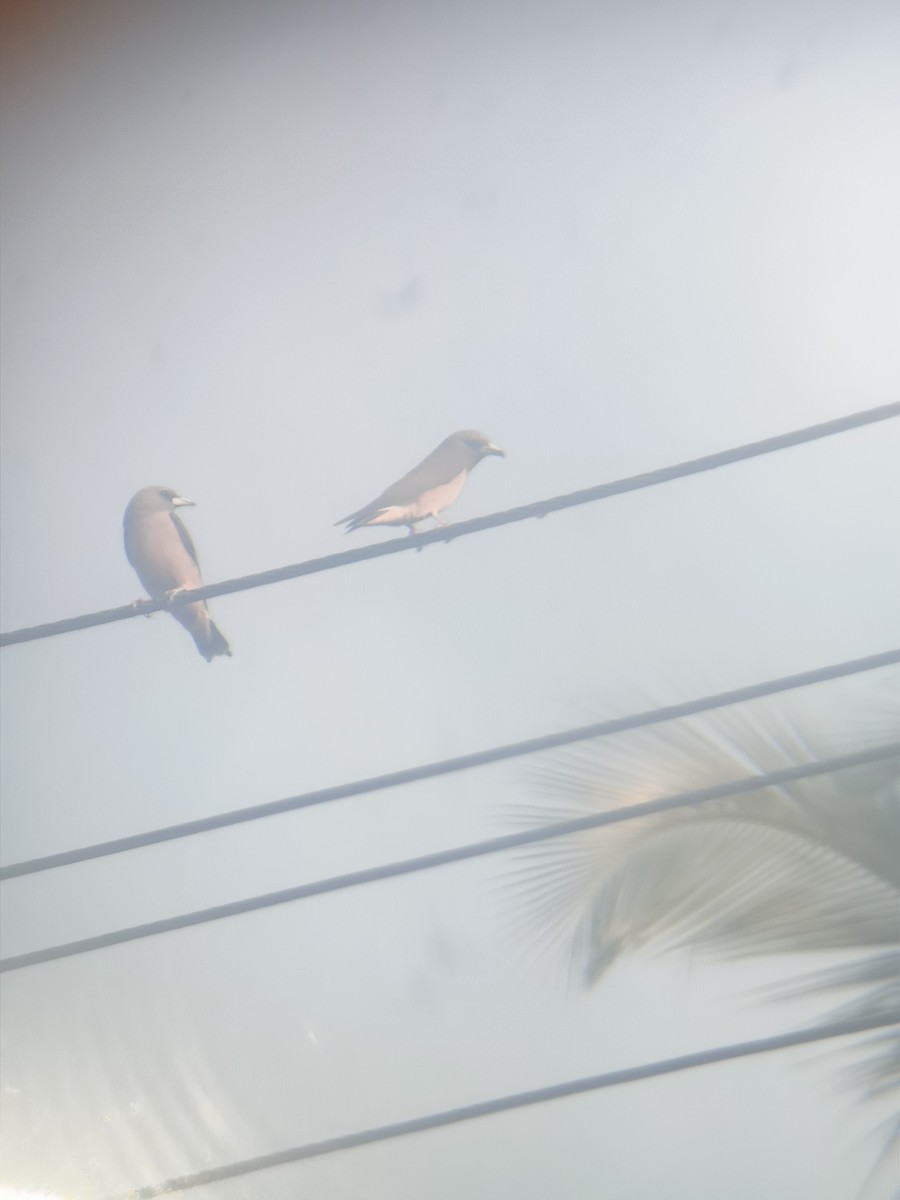 Ashy Woodswallow - ML645477571