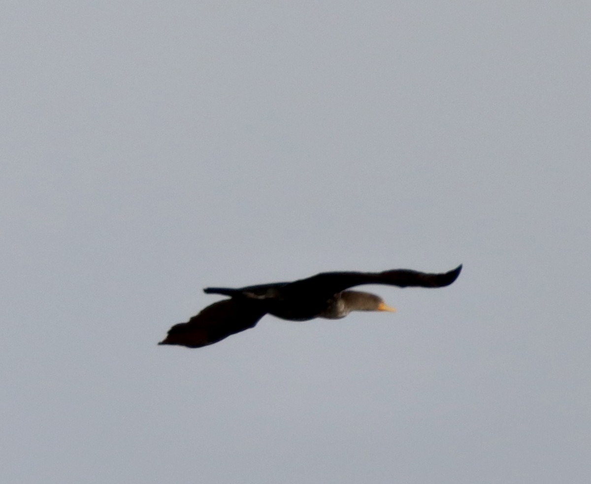 Cormoran à aigrettes - ML645477579