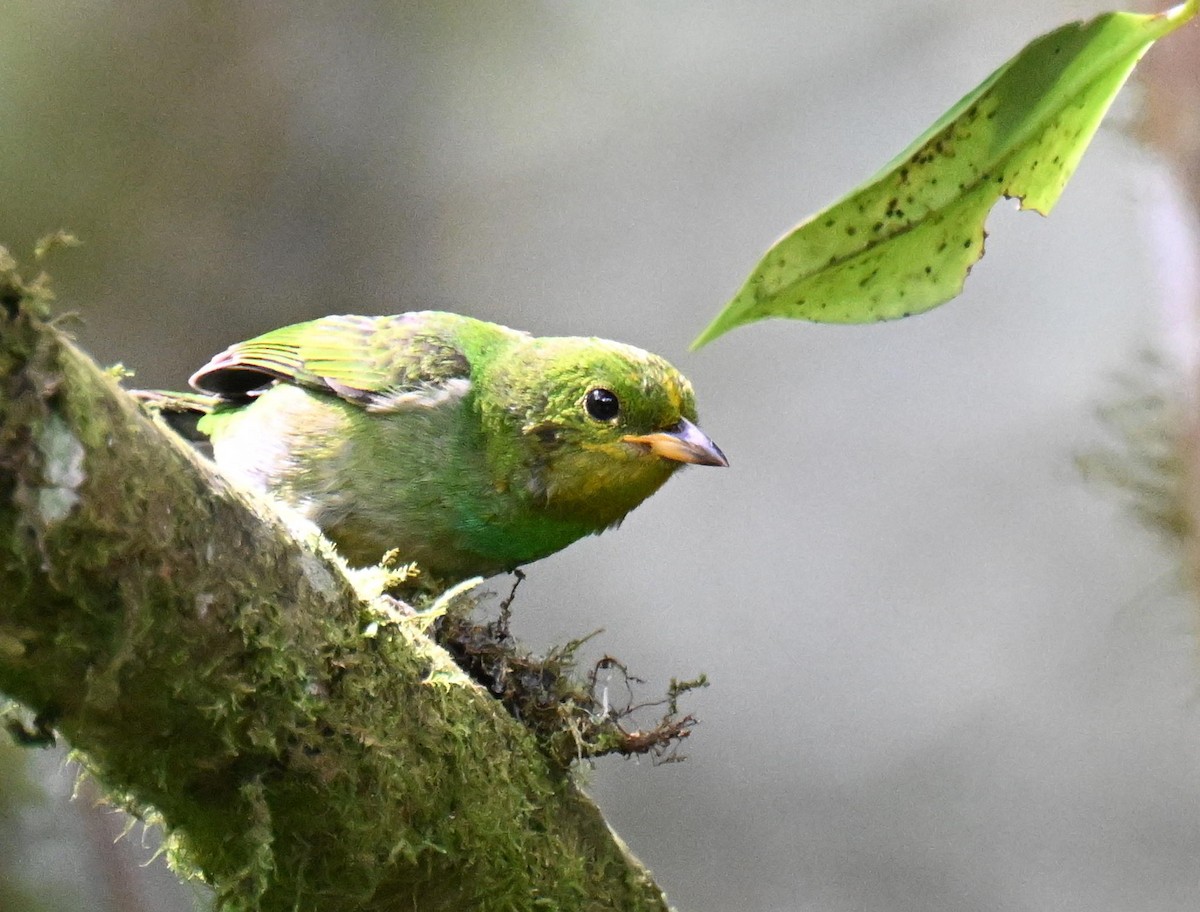 Multicolored Tanager - ML645477587