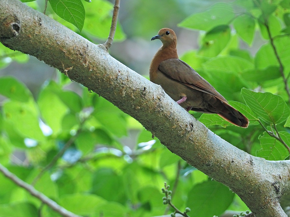 holub wetarský - ML645477588