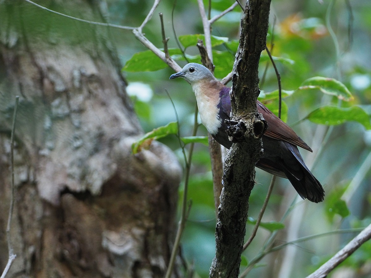 holub wetarský - ML645477590