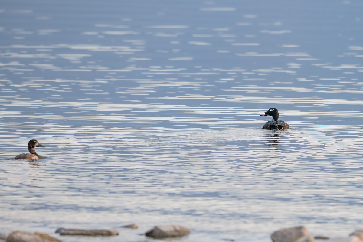 bergand - ML645477600