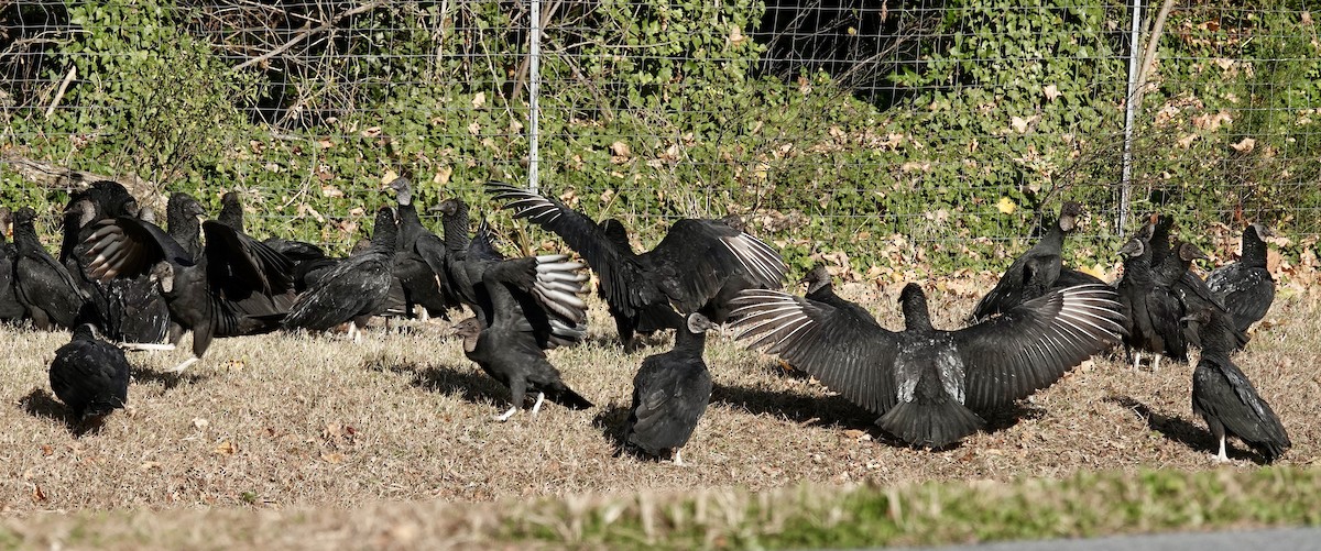 Black Vulture - ML645477608