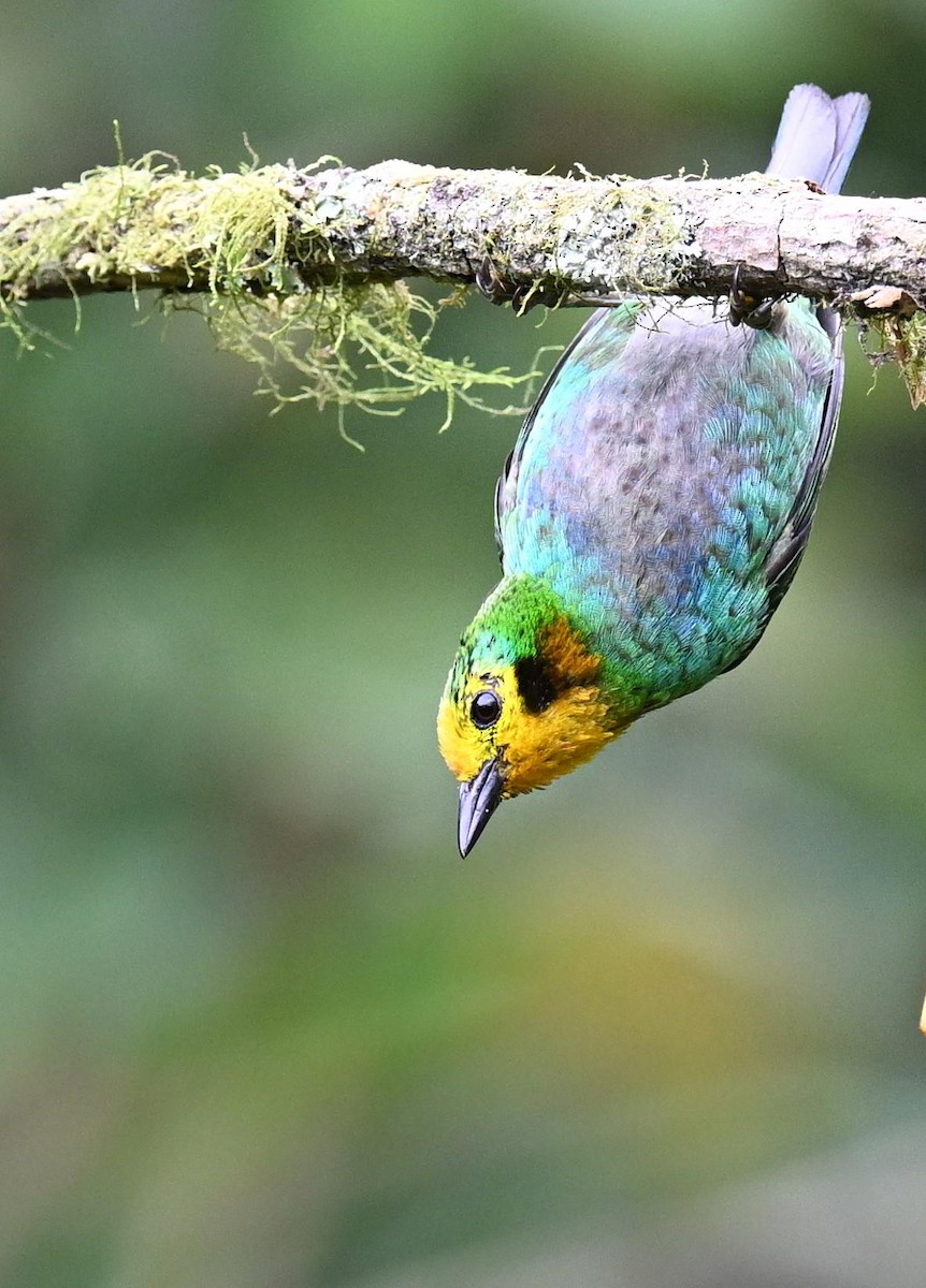 Multicolored Tanager - ML645477610