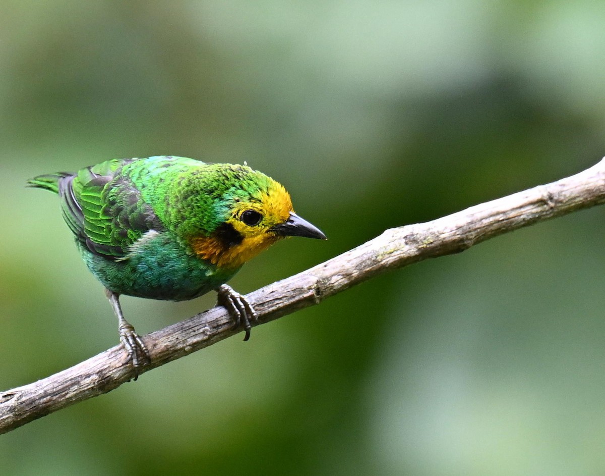 Multicolored Tanager - ML645477611