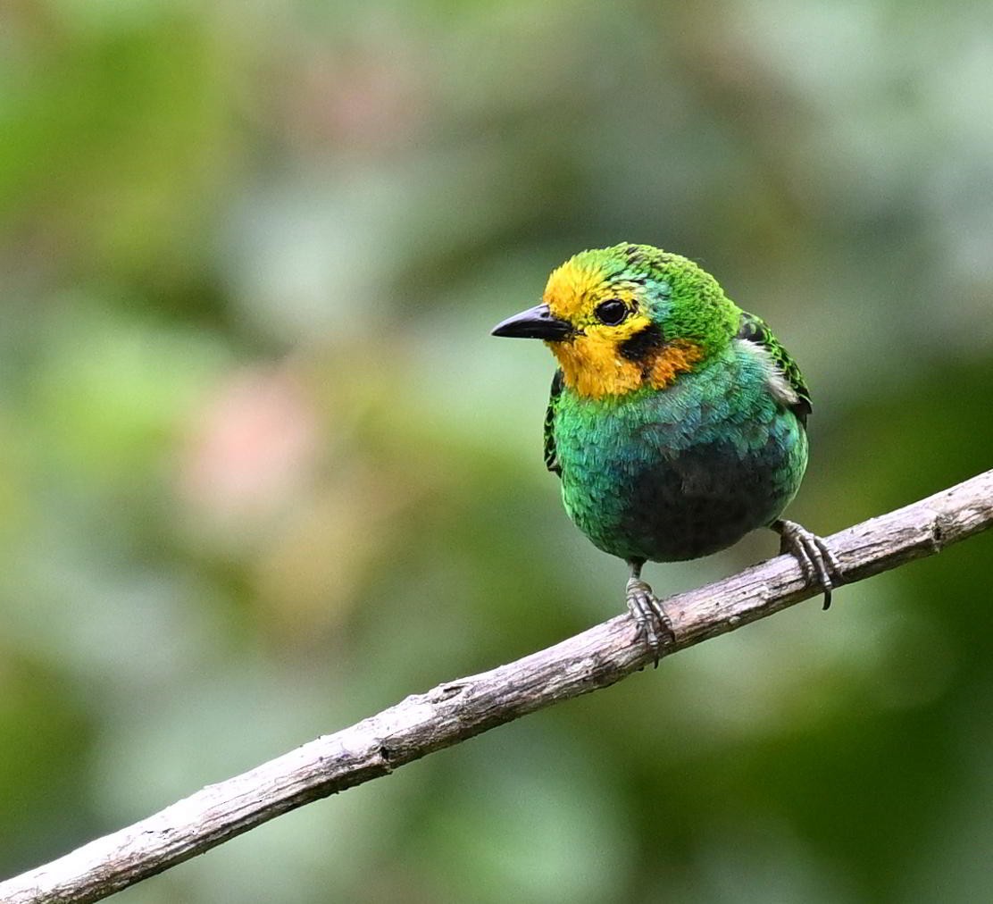 Multicolored Tanager - ML645477612
