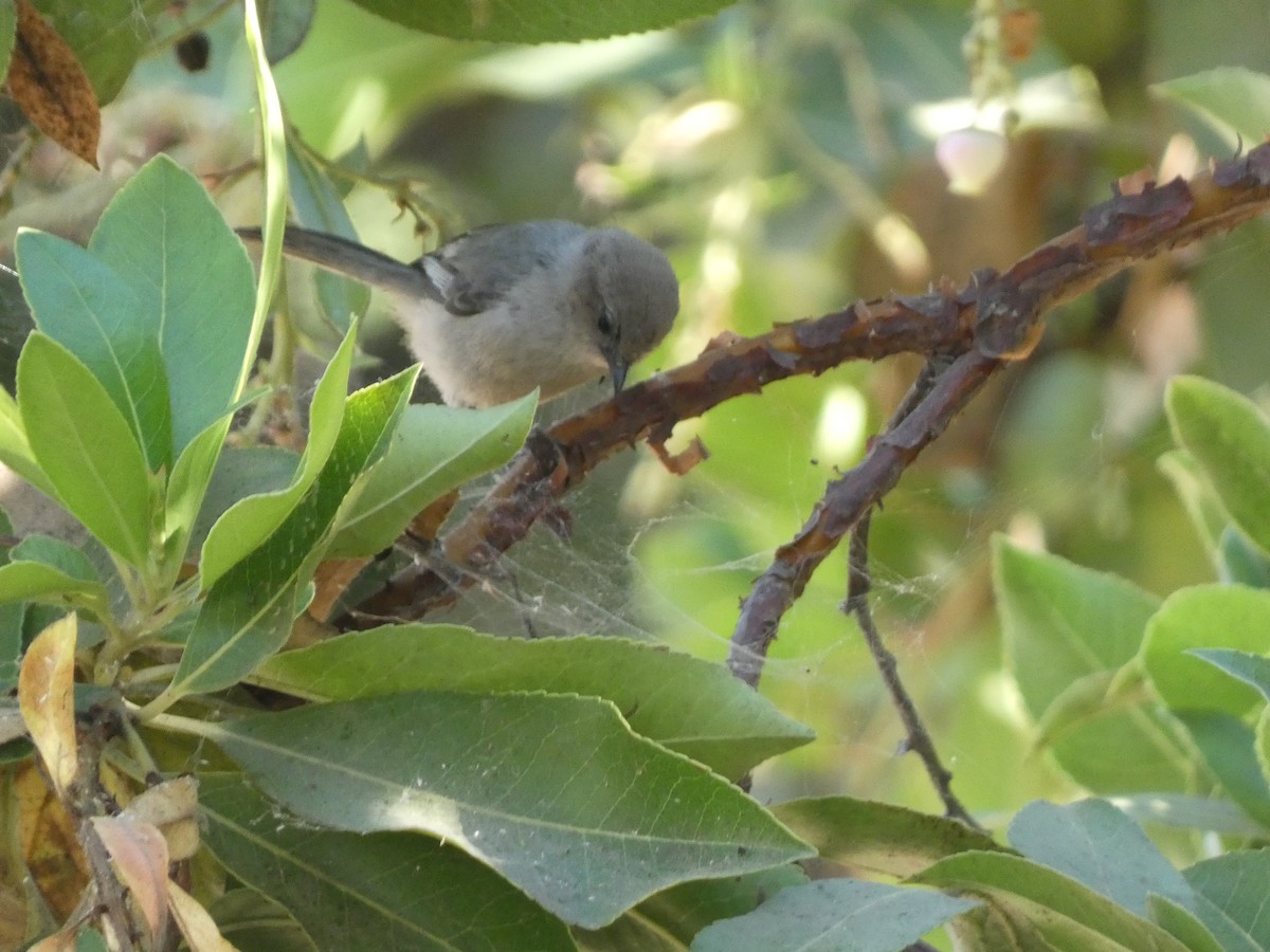 Buztanluze amerikarra - ML645477618