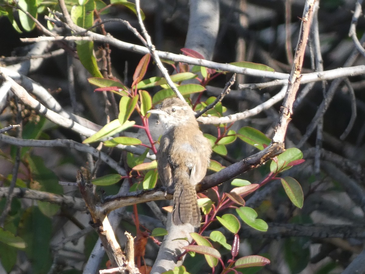 Bewick's Wren - ML645477627