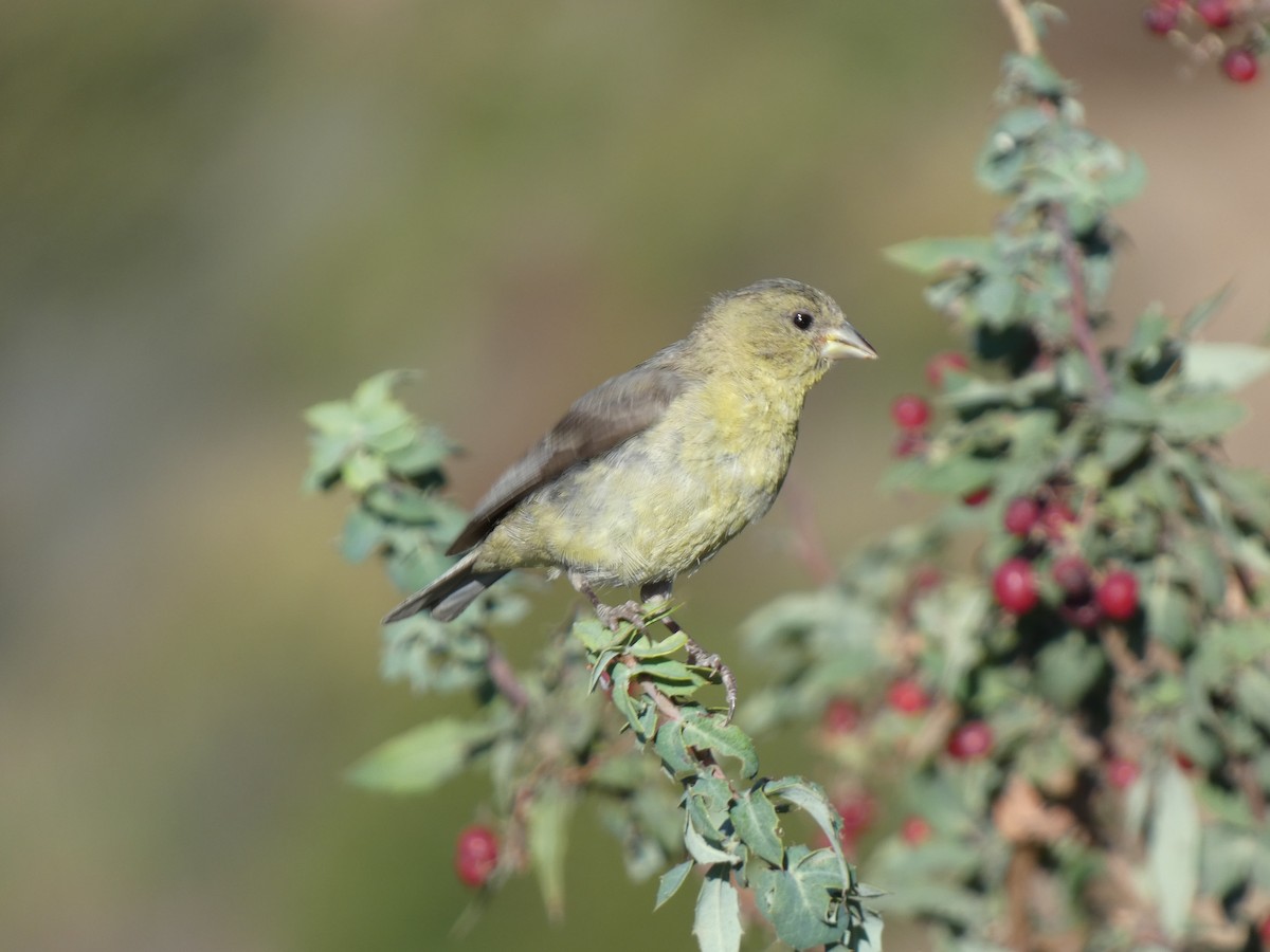 Lesser Goldfinch - ML645477633