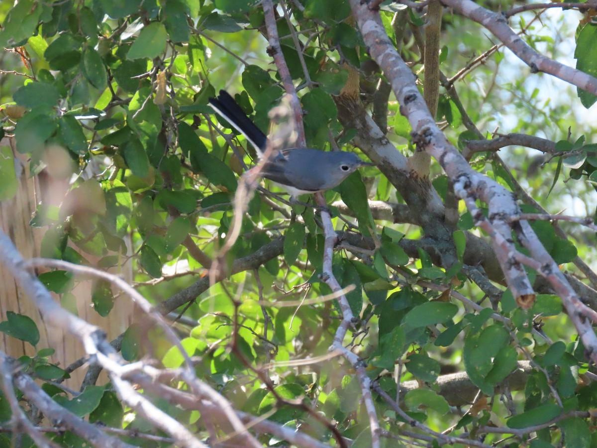 Голубая комароловка - ML645477634