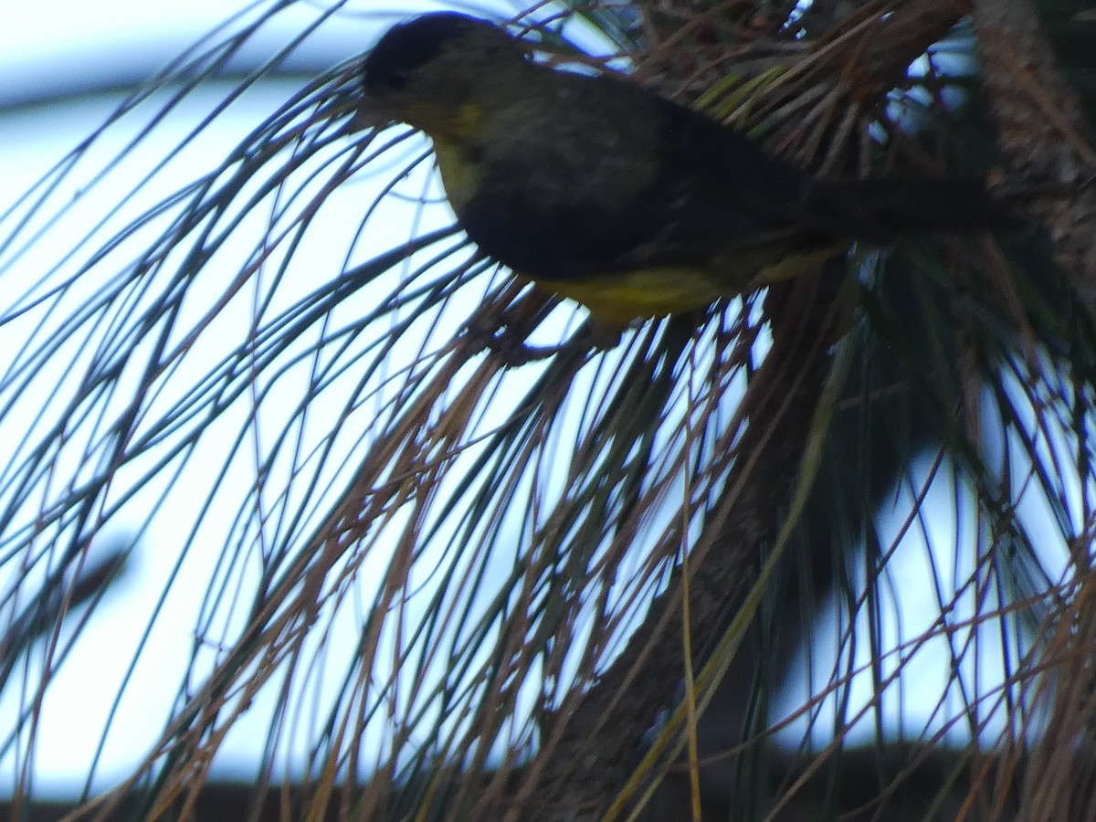 Lesser Goldfinch - ML645477635