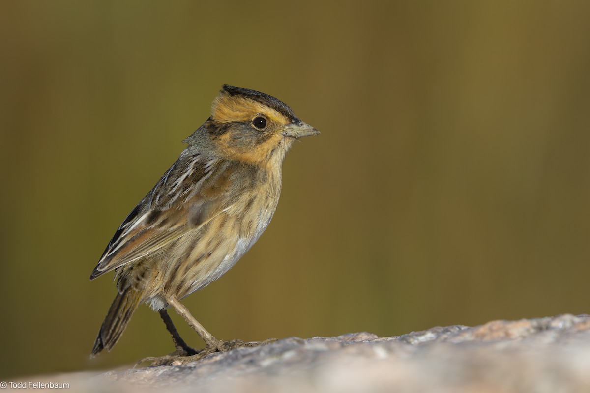 nålstjertspurv (nelsoni/altera) - ML645477636