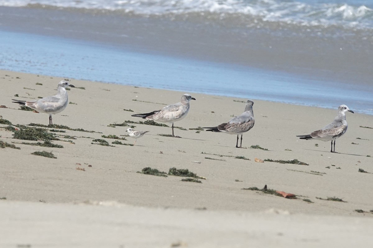 Flötenregenpfeifer - ML645477637