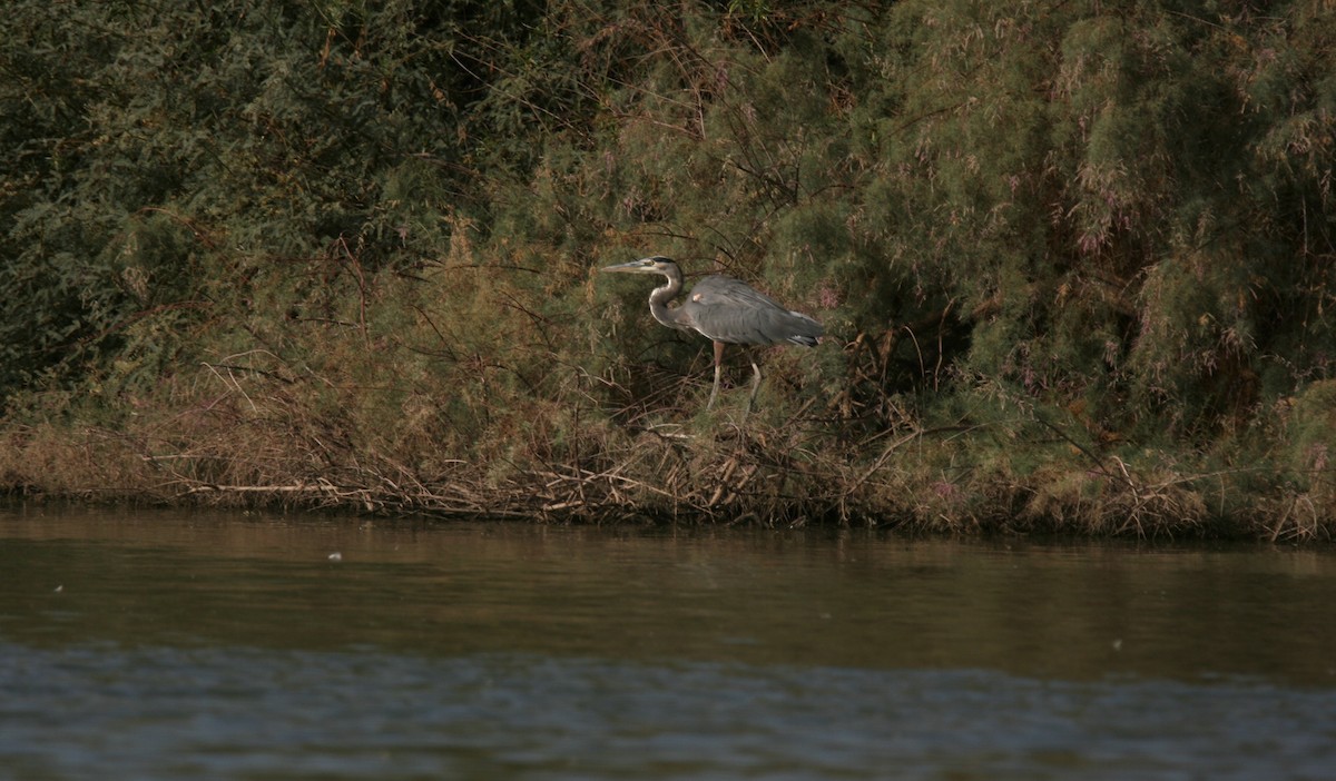 Great Blue Heron (Great Blue) - ML645477640