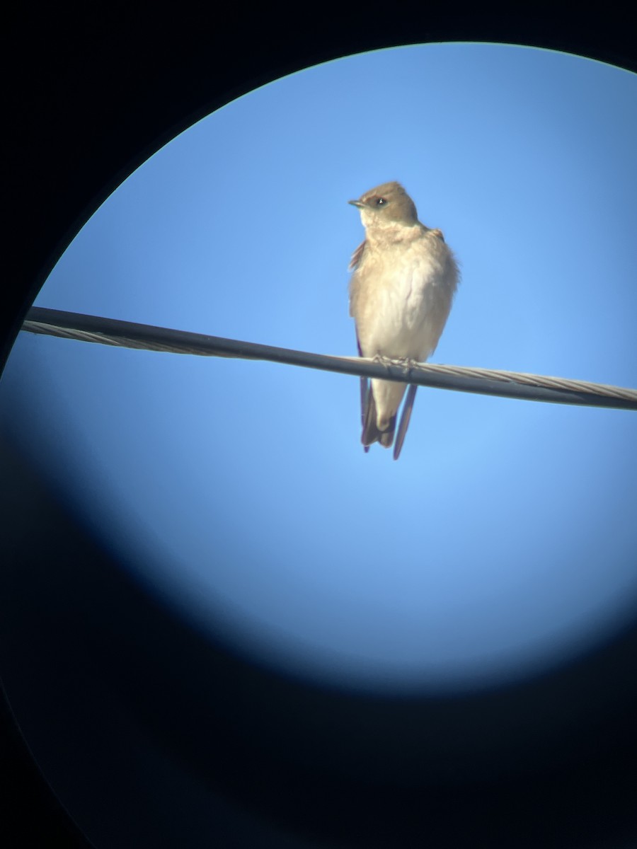 Northern Rough-winged Swallow - ML645477645