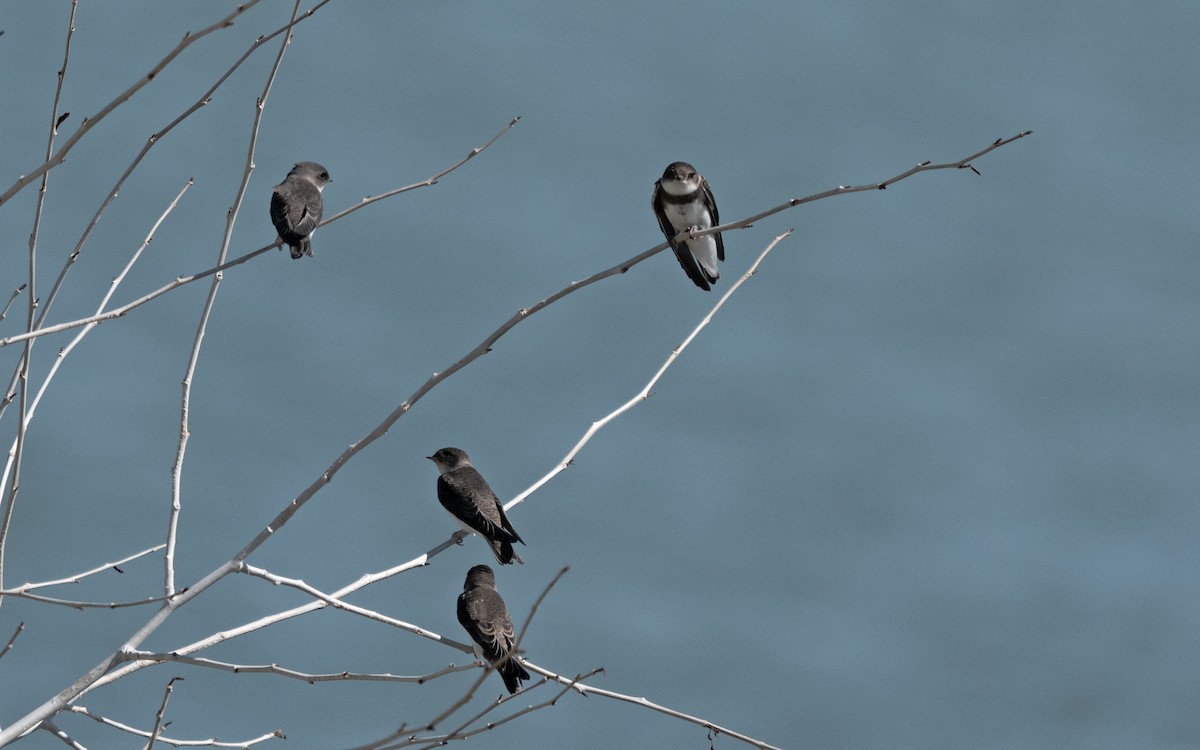 Uhalde-enara arrunta - ML645477649