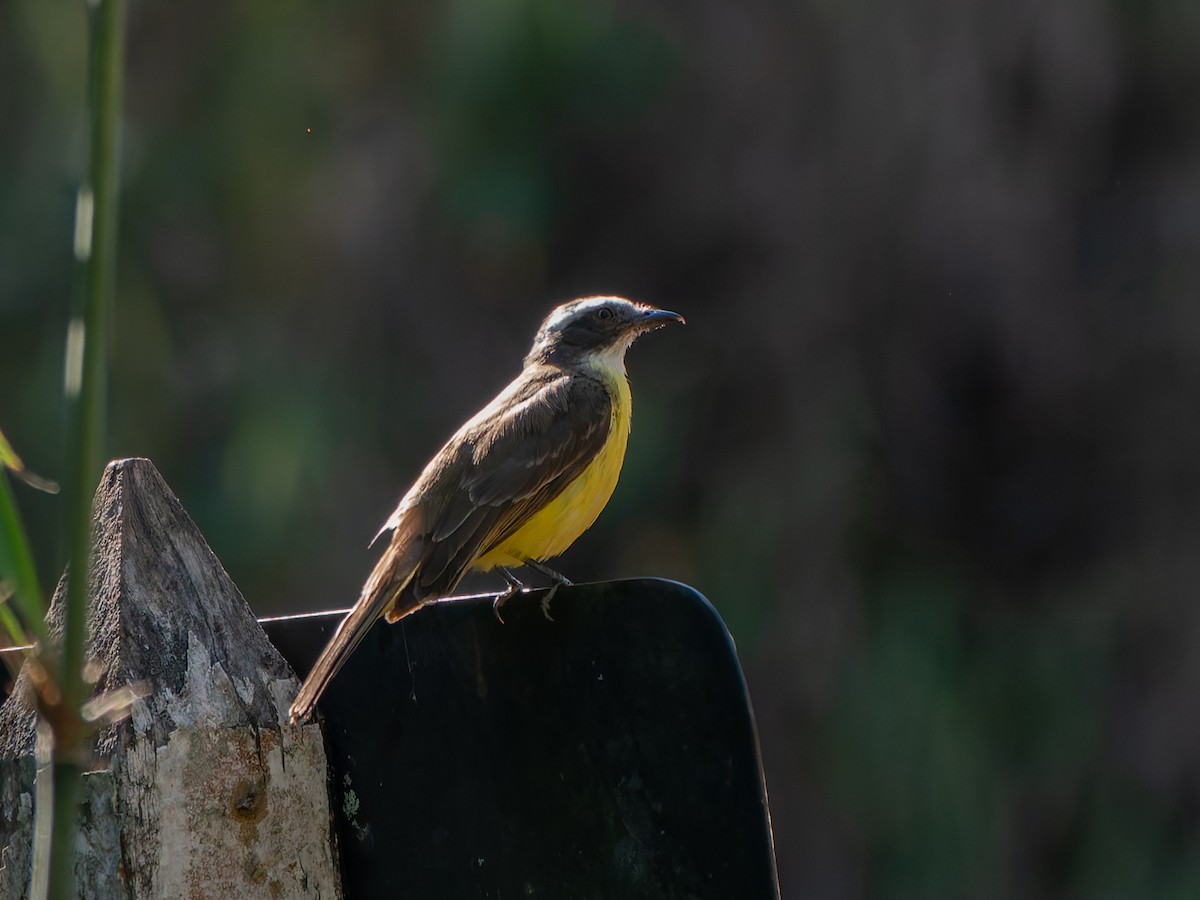 Красношапочный бентеви - ML645477662