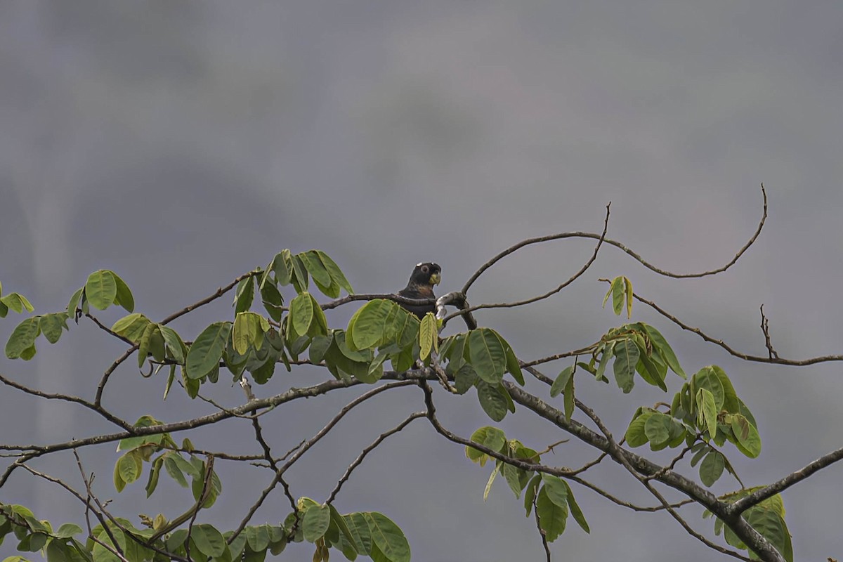 Bronze-winged Parrot - ML645477665