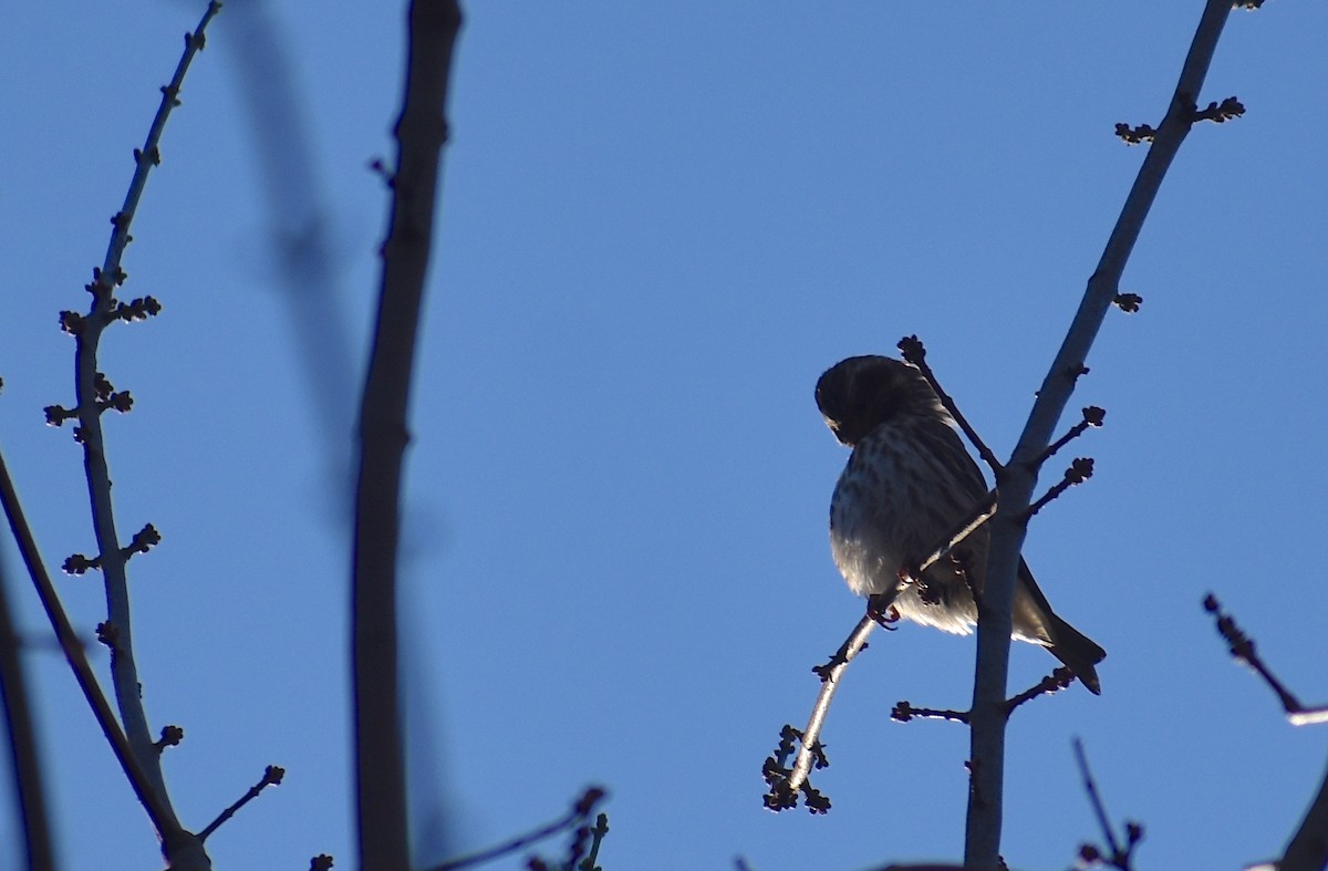Purple Finch - ML645477669