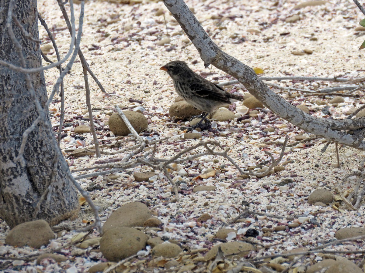 Small Ground-Finch - ML645477670