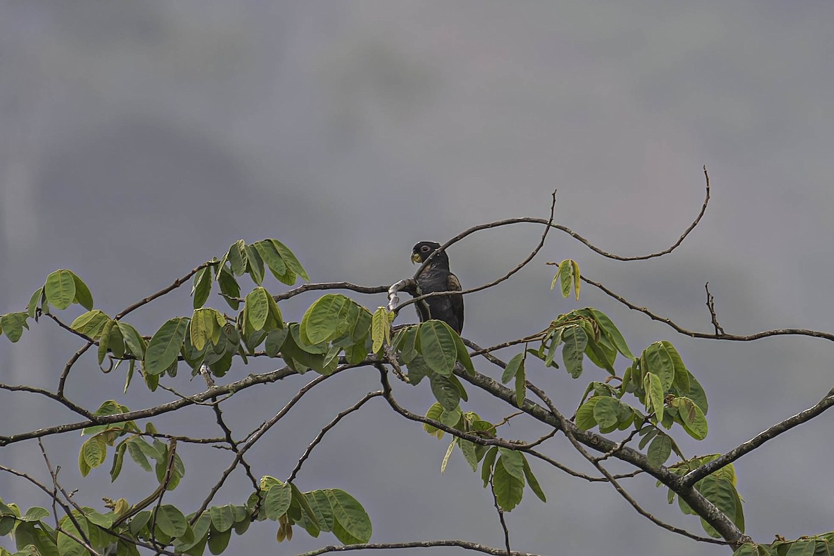 Bronze-winged Parrot - ML645477675