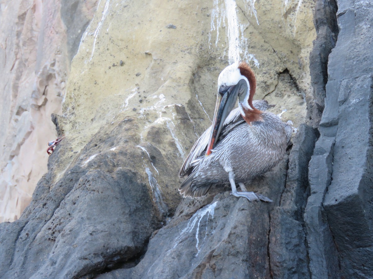 Brown Pelican (Galapagos) - ML645477677