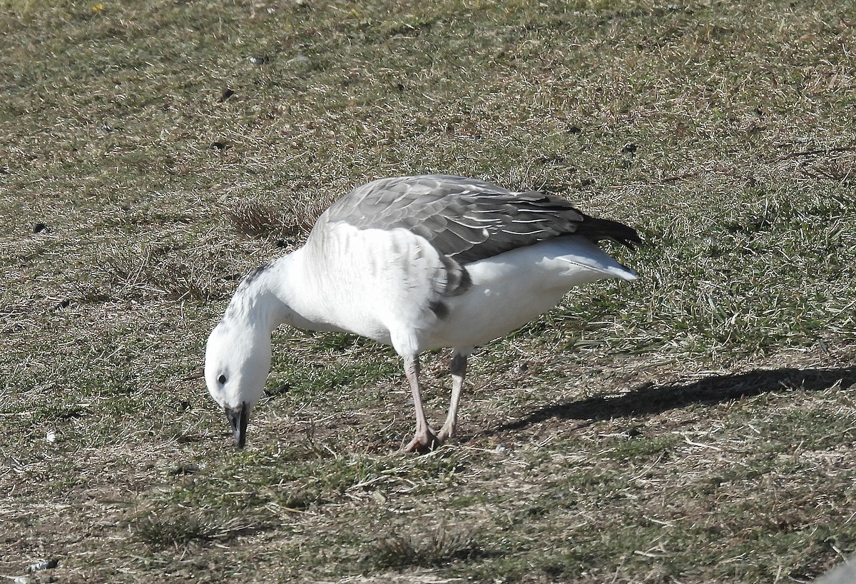 Snow Goose x Brant (hybrid) - ML645477679