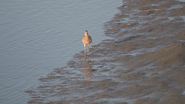 Long-billed Curlew - ML645477684