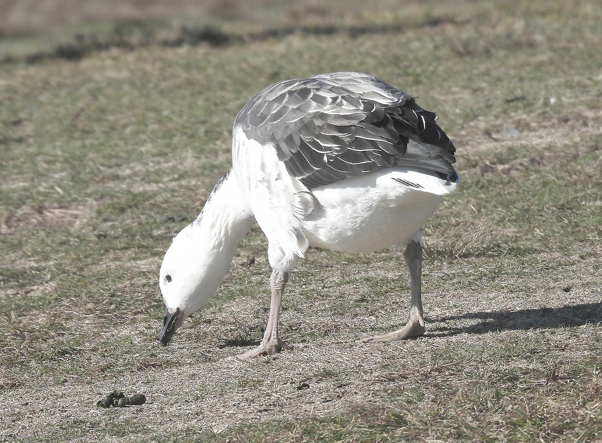 Snow Goose x Brant (hybrid) - ML645477685