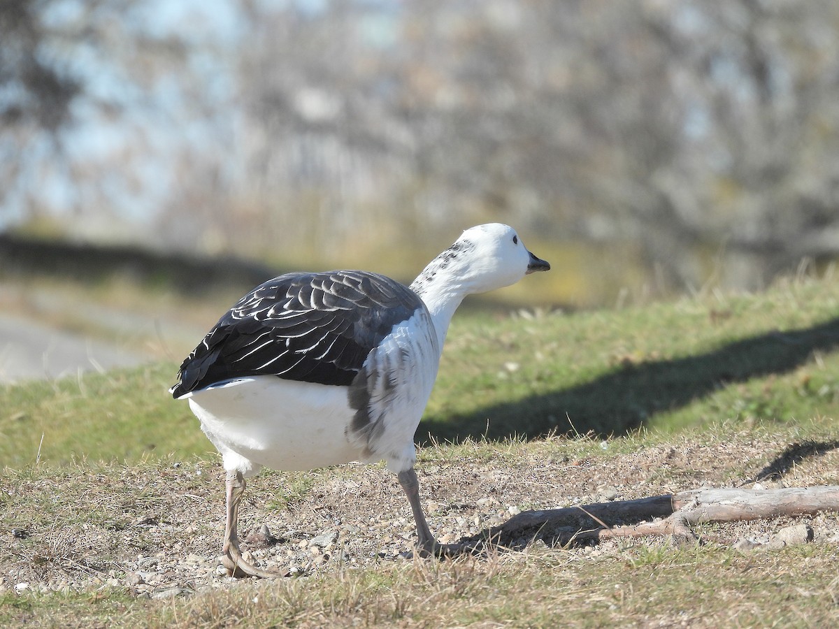 Snow Goose x Brant (hybrid) - ML645477686