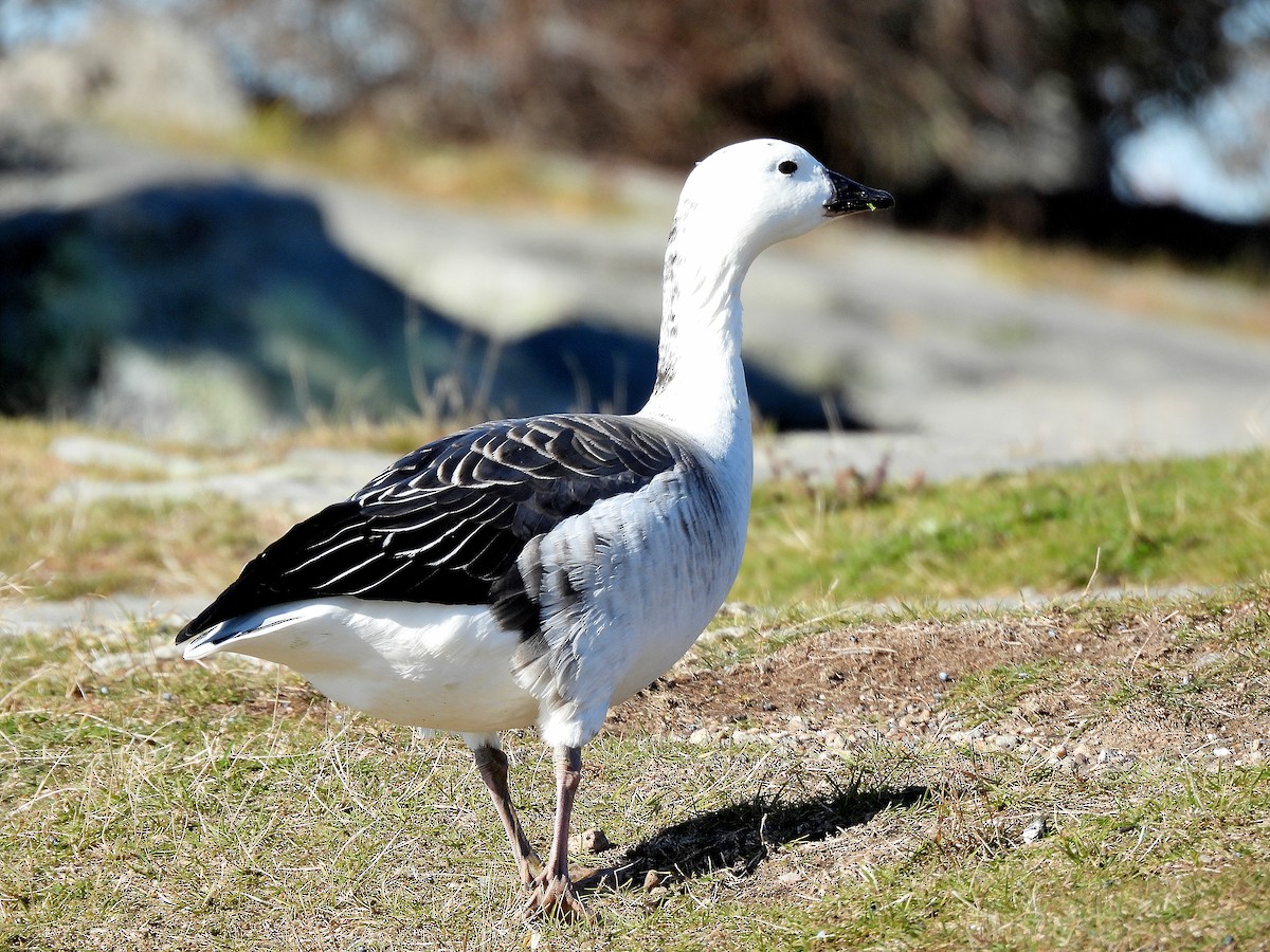 Snow Goose x Brant (hybrid) - ML645477687