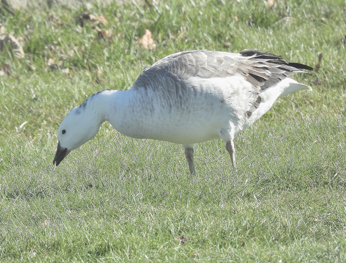 Snow Goose x Brant (hybrid) - ML645477691