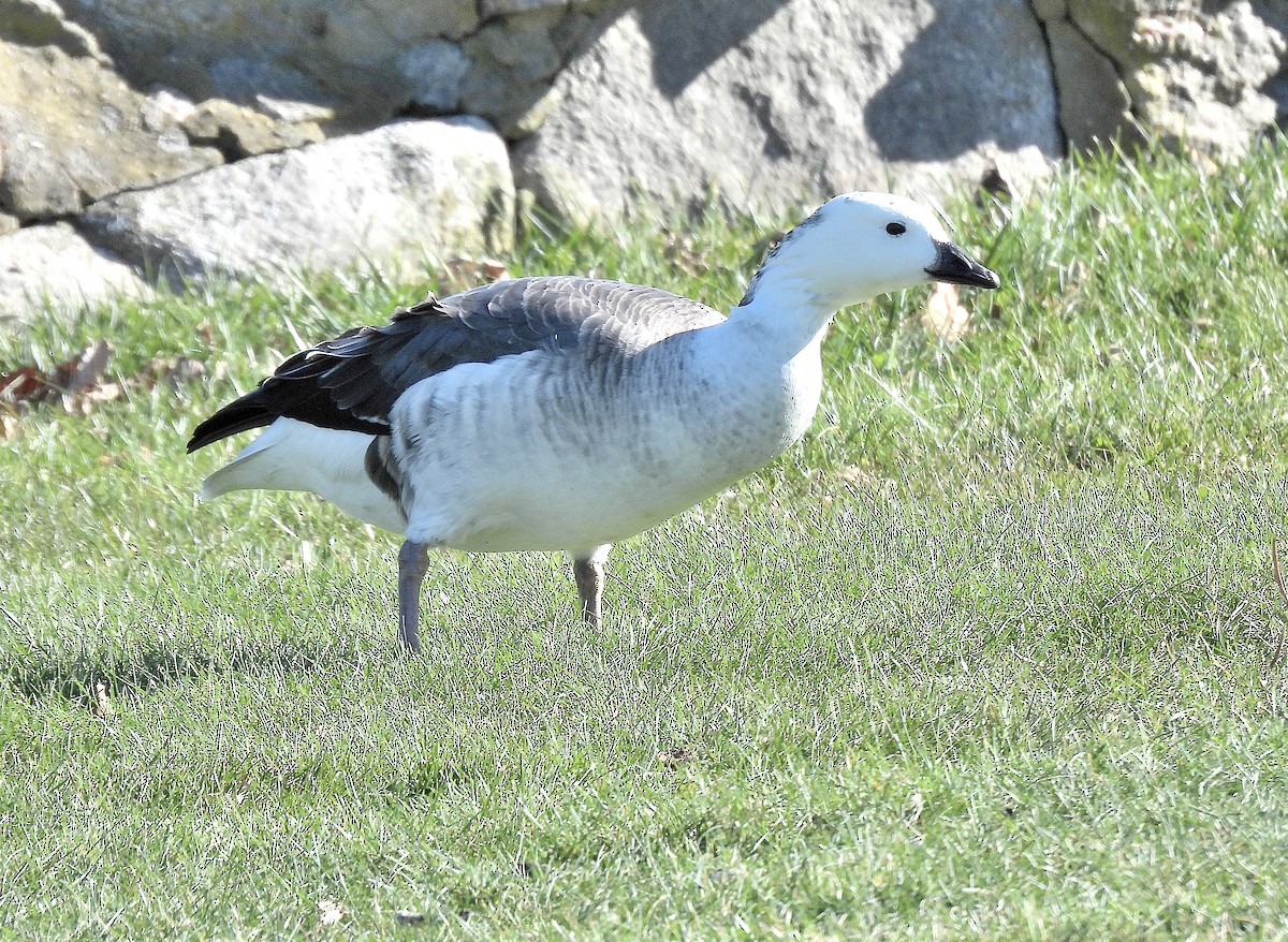 Snow Goose x Brant (hybrid) - ML645477692