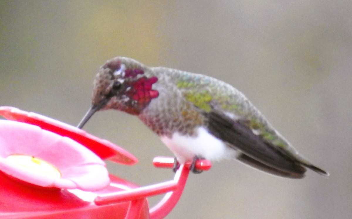 Anna's Hummingbird - ML645477708
