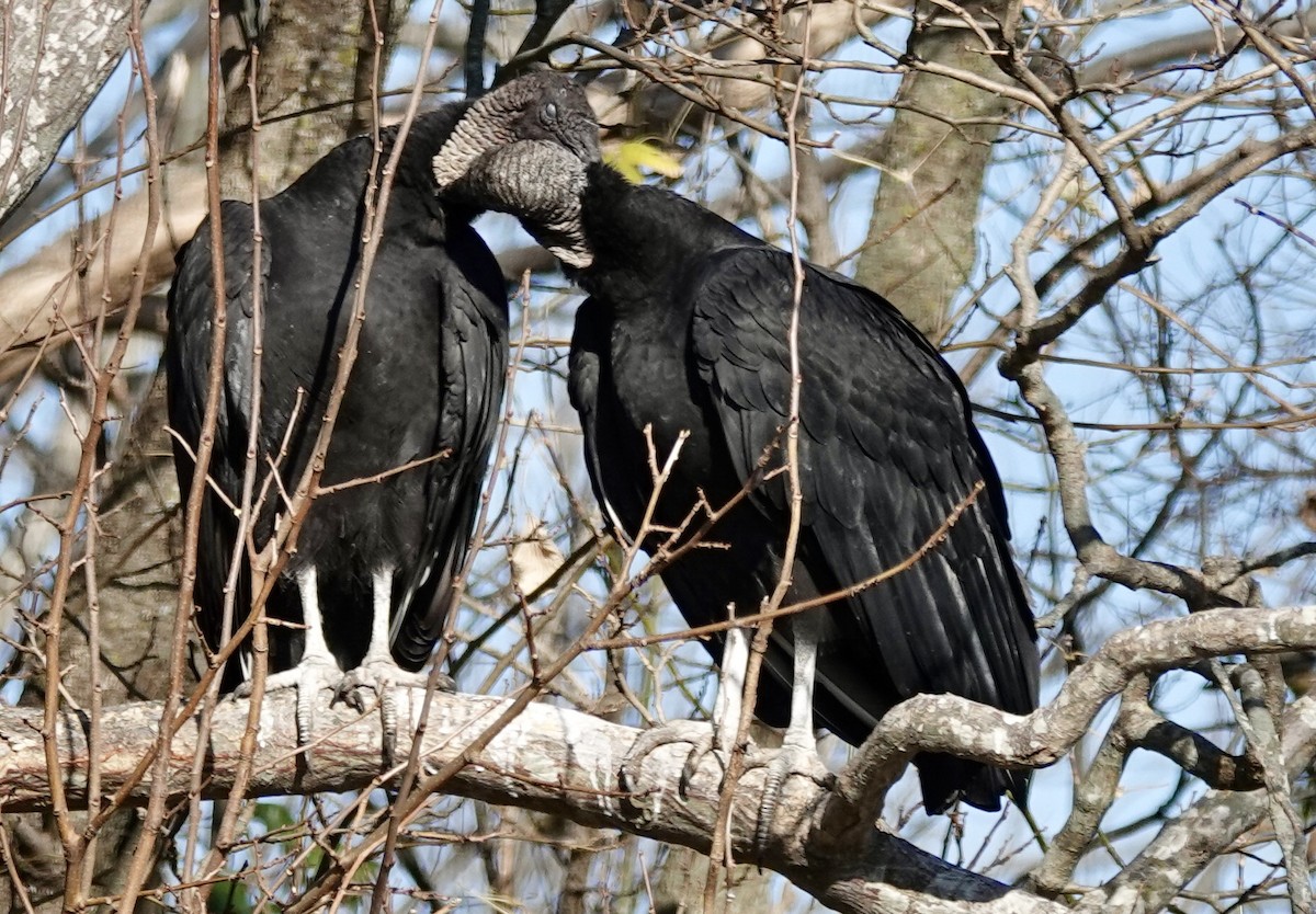 Black Vulture - ML645477712