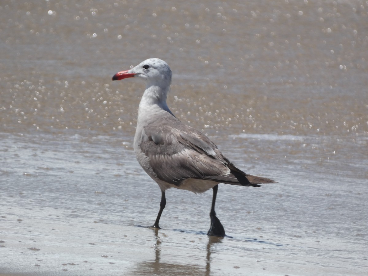 Heermann's Gull - ML645477715