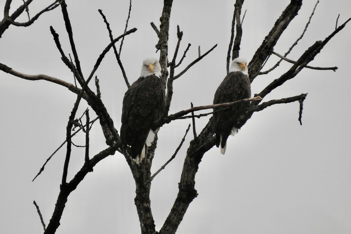 Bald Eagle - ML645477718