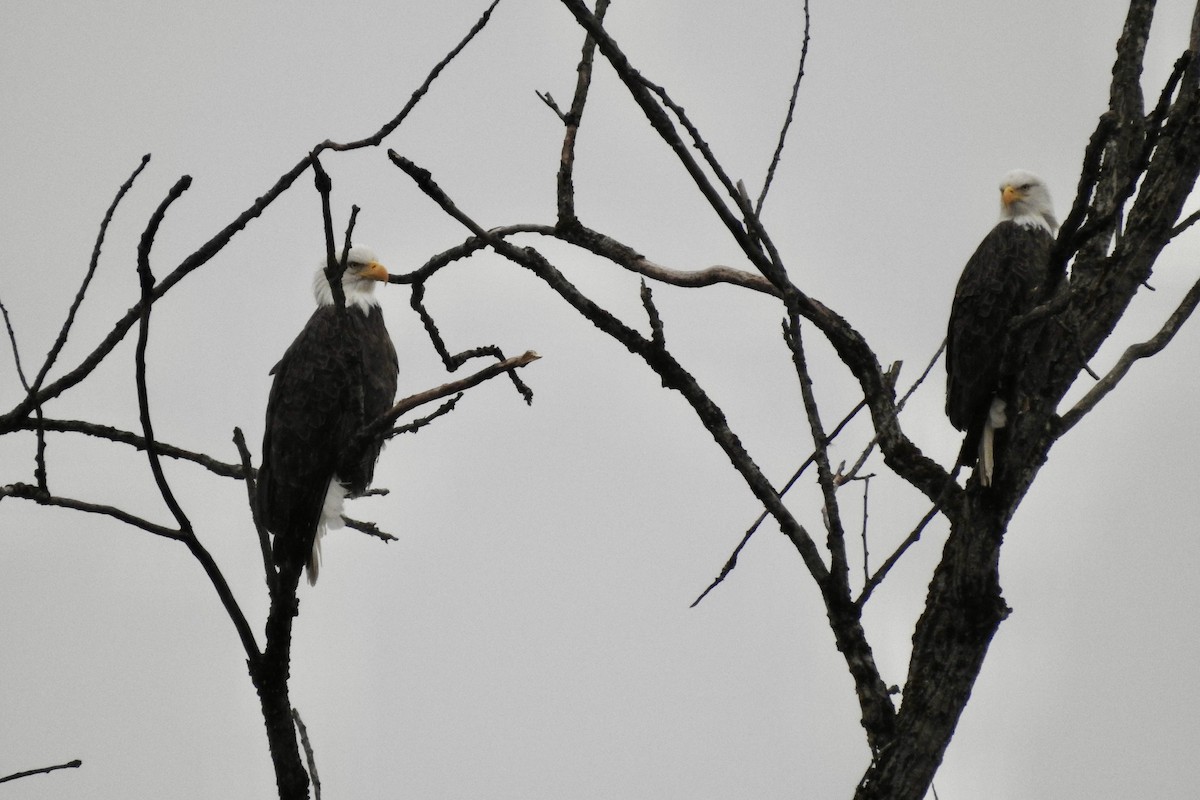 Bald Eagle - ML645477719