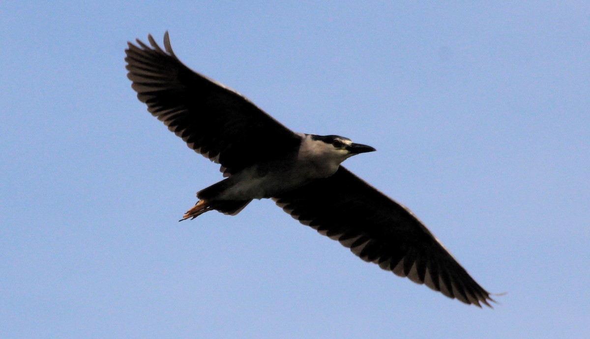 kvakoš noční - ML645477727