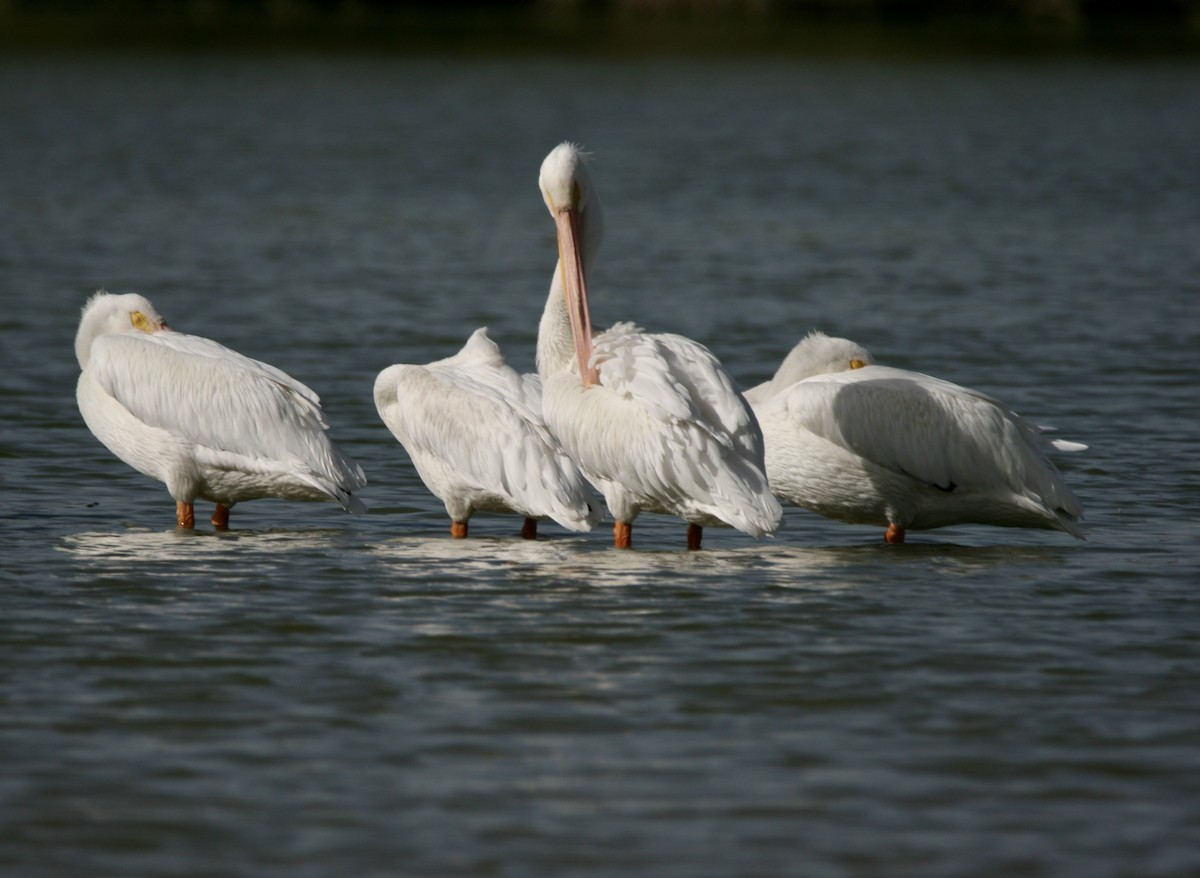 American White Pelican - ML645477728