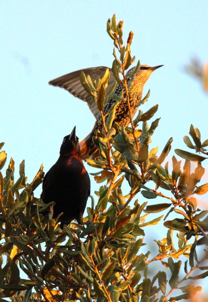 Estornino Pinto - ML645477732