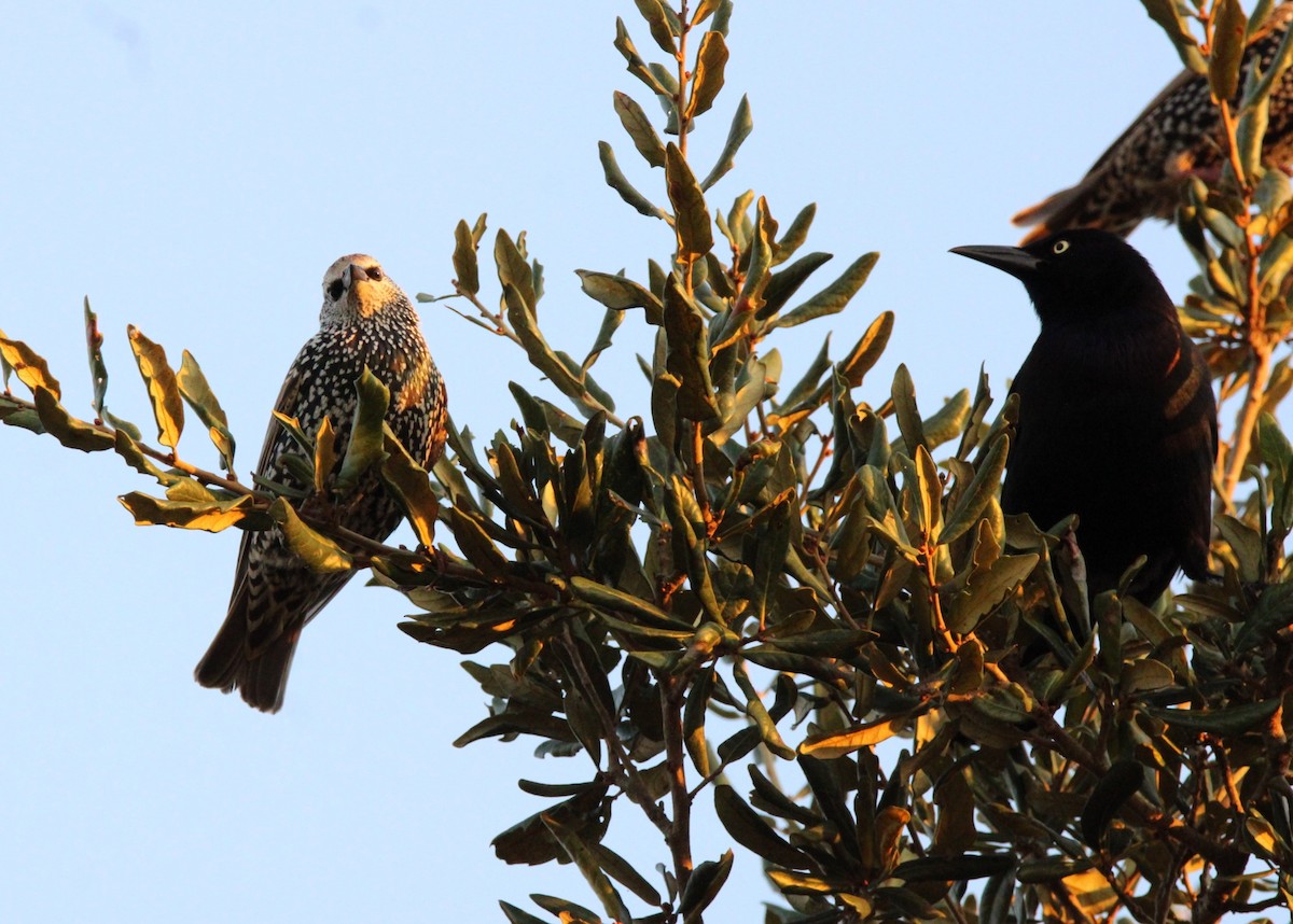 Estornino Pinto - ML645477733