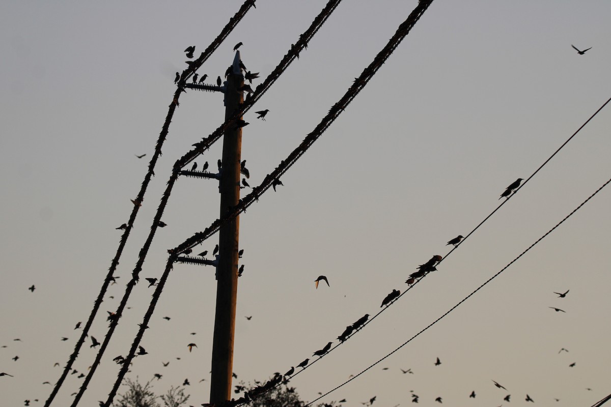 Estornino Pinto - ML645477734